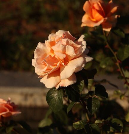 2025 05 27T054154.000Z file