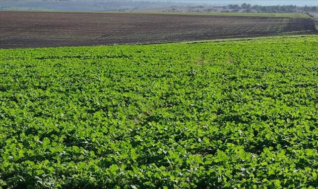 Sat 15 Nov 2025 125853 0300 file